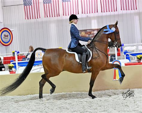 Riders Welcome American Saddlebred Hunter Country Pleasure Division’s ...