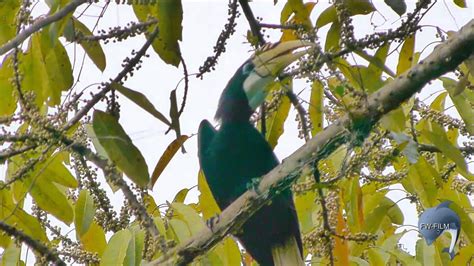 Birdwatching and Diving in Halmahera - Indonesia - YouTube