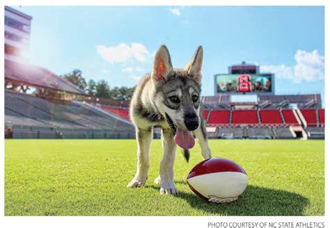 Mascot Mania: The Evolution of NC State's Mascot - Part I | NC State ...