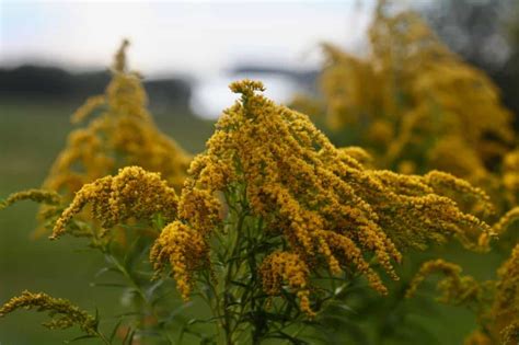 How To Make Goldenrod Tea- Goldenrod Tea Recipe - Farmhouse & Blooms