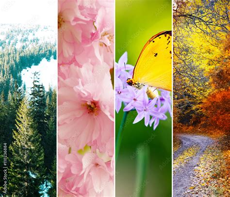 Different seasons of the year - several photos of beautiful nature. Life cycle concept Stock ...