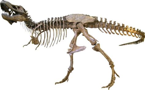 t-rex fossils facts | Dinosaurs Pictures and Facts