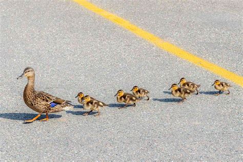 Man Helps Mother Duck and Her Ducklings Safely Cross the Street | Daily Paws