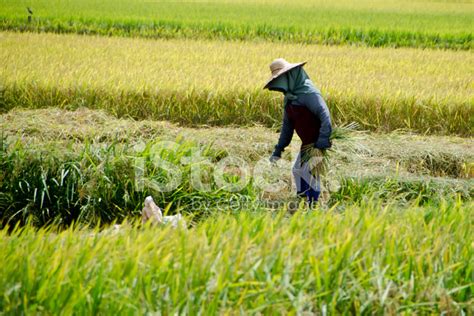 Paddy Harvesting, Sekinchan, Malaysia Stock Photo | Royalty-Free | FreeImages