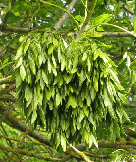 Immature fruit on a Common Ash tree © Steve Daniels cc-by-sa/2.0 :: Geograph Britain and Ireland