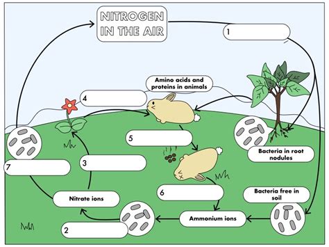 GCSE Biology: The Nitrogen Cycle | Teaching Resources