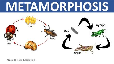 METAMORPHOSIS || COMPLETE AND INCOMPLETE METAMORPHOSIS || SCIENCE ...