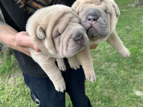 Chinese Shar Pei Puppies For Sale | Cincinnati, OH #330848