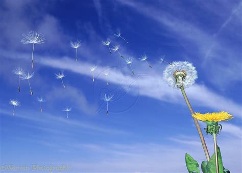 🔥 [40+] Blowing Dandelion Wallpapers | WallpaperSafari