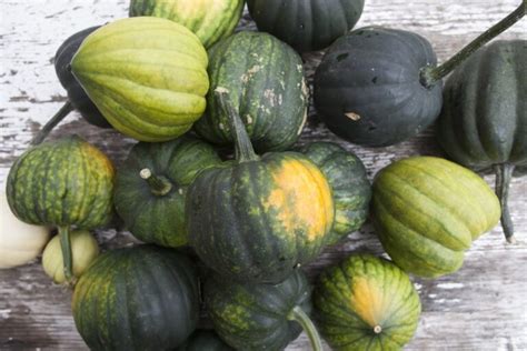 Squash, Acorn (85 days), Heirloom - American Seed Co.