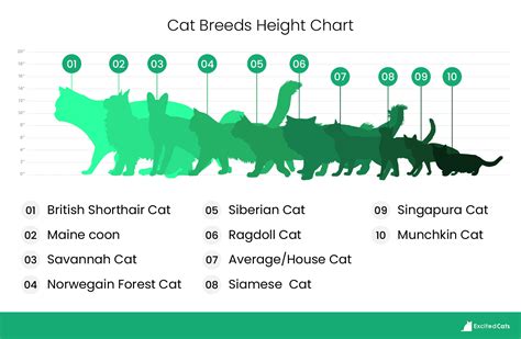 Siberian Cat Size Compared to Other Cats (With Pictures) - Catster