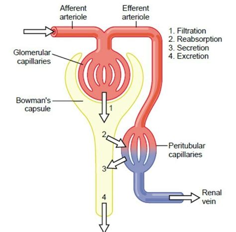 with the help of diagram explain the process of urine formation in ...