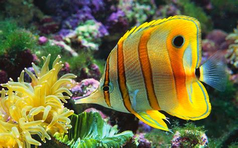 fish, Fishes, Underwater, Ocean, Sea, Sealife, Nature Wallpapers HD / Desktop and Mobile Backgrounds