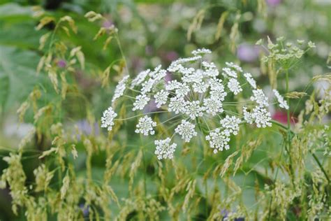 Ammi majus - BBC Gardeners World Magazine