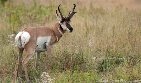 Pronghorn Antelope