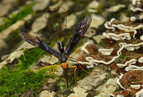 A Giant Ichneumonid - 2 | The larva of the Ichneumonid wasp … | Flickr