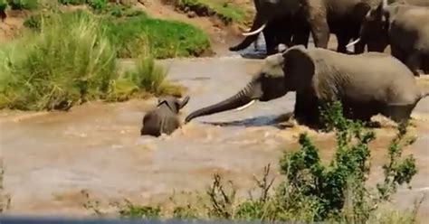 Watch: Adorable video of baby elephant being rescued by its mum as it ...