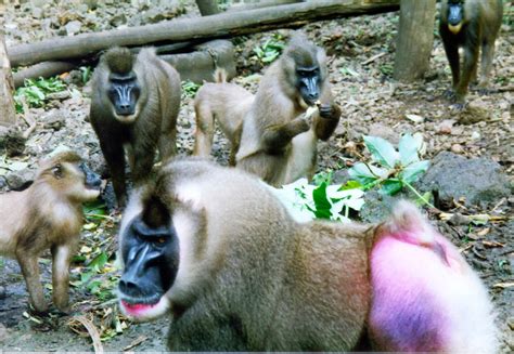 Society for Conservation Biology | Wildlife Rehabilitation in Cameroon