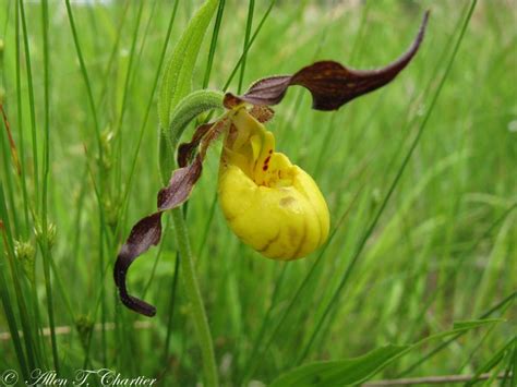 Cypripedium calceolus