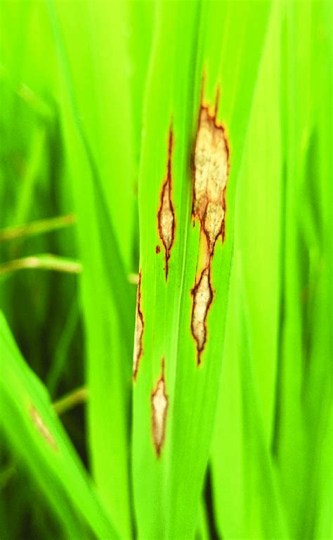 Symptoms of rice blast disease caused by Pyricularia oryzae. | Download ...