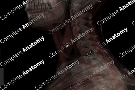 Cricothyroid Joint | Complete Anatomy