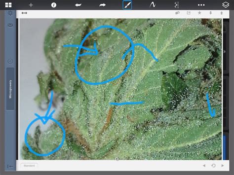 Trichomes or mold spores? Please help! : microgrowery