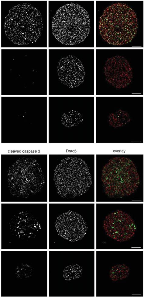 Phenotypic analysis of HaCaT spheroids. HaCaT cells were grown as ...