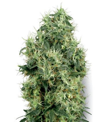 White Gold (White Label) :: Cannabis Strain Info