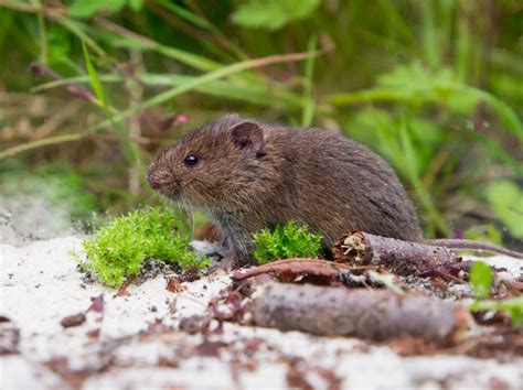 How to get rid of Voles - Nature's Defense