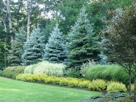 Best Privacy Trees And Shrubs For Zones 5 & 6 - | Large backyard ...