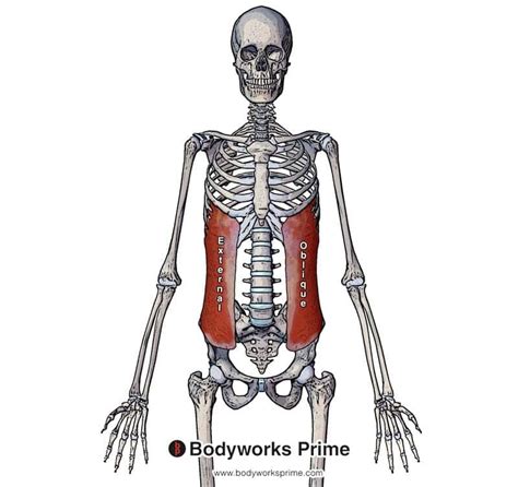 External Oblique Muscle Anatomy - Bodyworks Prime