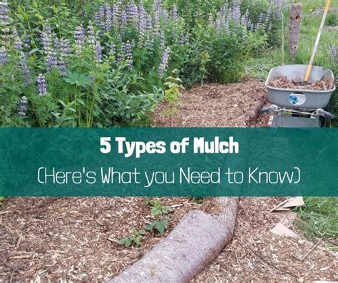 5 Types of Mulch – Here’s What You Need to Know - Growing with Nature