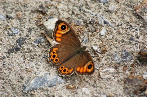 Brown and Orange Butterfly · Free Stock Photo