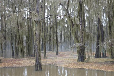 Caddo Lake State Park Texas in late winter Photograph by Cat Simpson