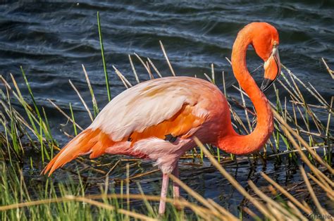 galapagos greater flamingos : Ecuador and Galapagos