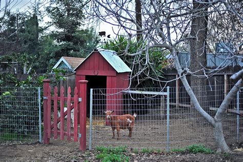 Our First Homesteading Project! – Building the Goat Pen and Barn ...