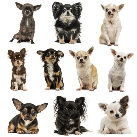 What Your Chihuahua's Coat Color Says About Their Health - I Love My Chi