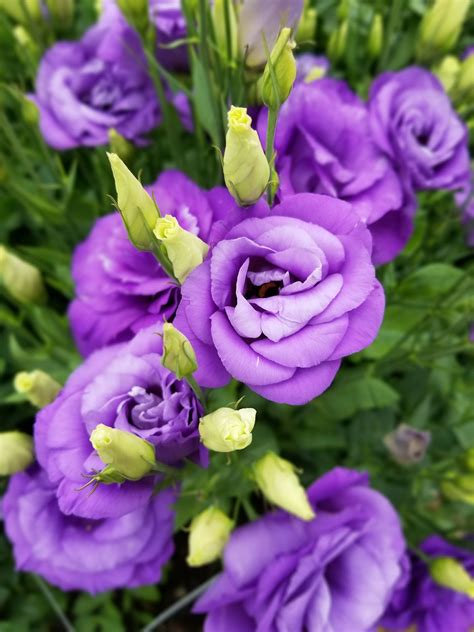 Beautiful lisianthus, my favorite flower! : u/lilian51