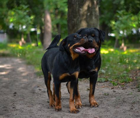 Delicious Rottweiler Food Recipes: Keep Your Dog Happy & Healthy | Fortail Rottweiler