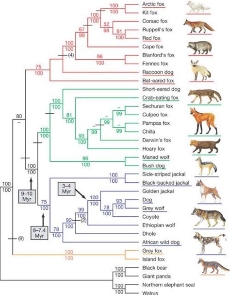 Pin on Evolution