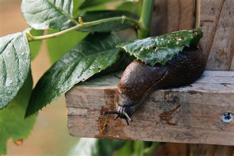 How to Control Slugs in the Garden