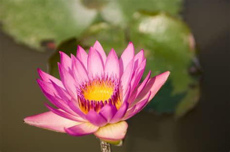 Lotus Flower