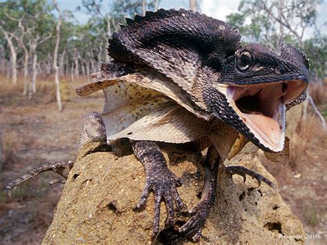 Frilled Lizard (Chlamydosaurus kingii) – Australian Animals