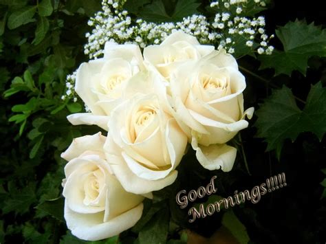 Sending White Roses On Morning - Good Morning Wishes & Images