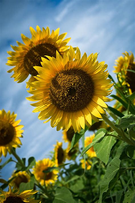 Sunflowers - campestre.al.gov.br