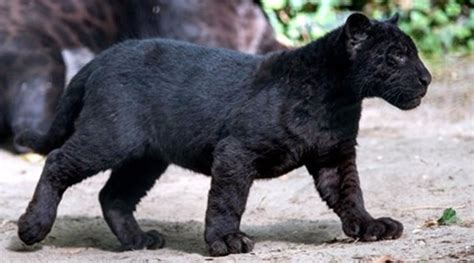 Panther cub rescued from Rajasthan University campus | India News, The ...