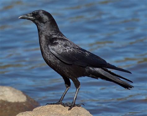 American Crow | San Diego Bird Spot