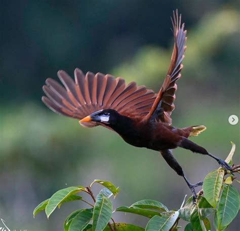 African Savanna Birds Flying - Pets Lovers