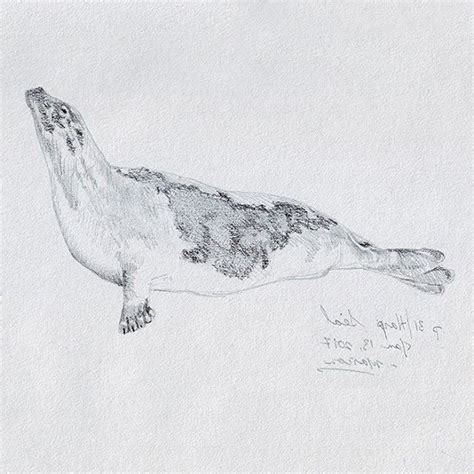 Harp seal. #animalart #illustration #pencilart #seal #dailydrawing | Daily drawing, Photo and ...