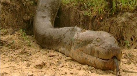 Biggest Snake In The World Killed And Recorded (watch Video Here) - Science/Technology - Nigeria